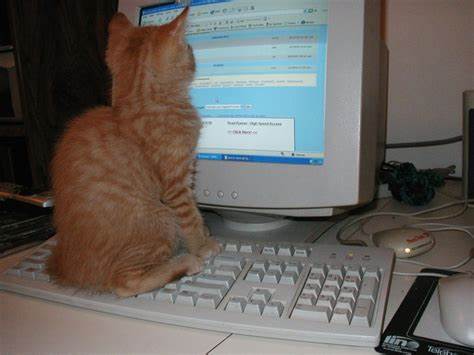 Foto Gato Computador